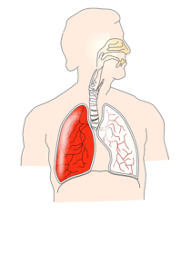 urutan organ pernapasan pada manusia