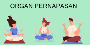 biaya les sd per bulan, biaya les privat per hari, guru private matematika, les privat matematika, les privat Jakarta, biaya les privat Jakarta,