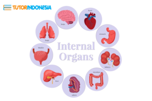 tutor private, biaya les sd per bulan, biaya les privat per hari, guru private matematika, les privat matematika, les privat Jakarta, biaya les privat Jakarta,