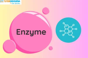 Definisi Enzim Bagi Tubuh dan Perannya