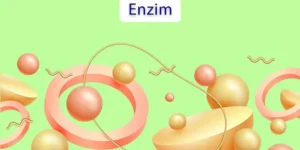 Definisi Enzim Bagi Tubuh dan Perannya