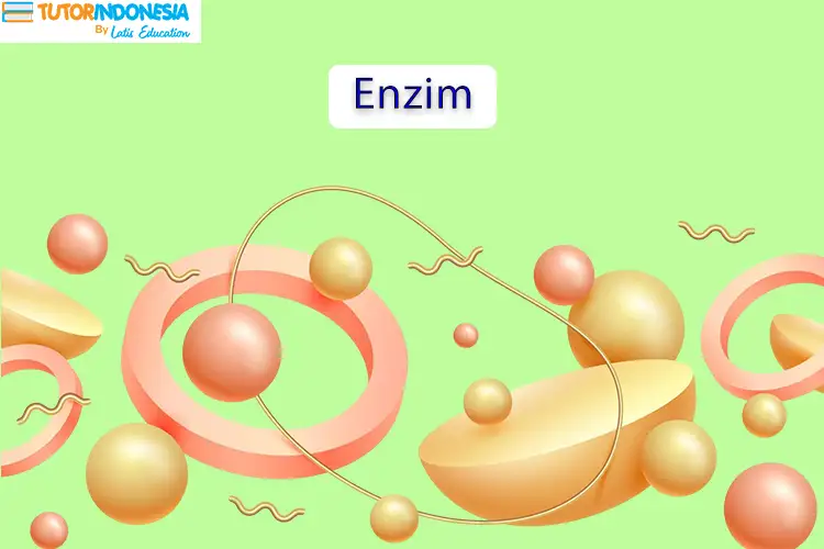 Definisi Enzim Bagi Tubuh dan Perannya